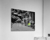 Tropical Fish Acrylic Print