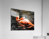 Flamingo Grooming Acrylic Print