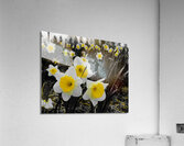 Daffodils Acrylic Print