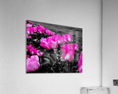 Pink Peonies Acrylic Print