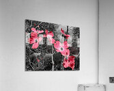Red Dogwood Acrylic Print