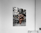 Pinecone Acrylic Print