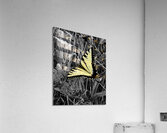 Swallowtail Butterfly Impression acrylique
