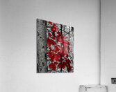 Virginia Creeper Acrylic Print