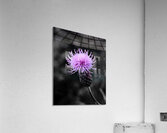 Thistle Acrylic Print