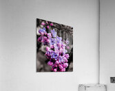 Lilac Acrylic Print