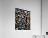 Puffball Mushrooms Impression acrylique