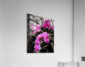 Orchids 2 Acrylic Print