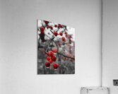 Siberian Crabapple Acrylic Print