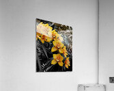 Orchids 3 Acrylic Print