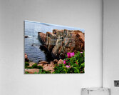 Acadia Coast Acrylic Print