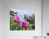 Acadia Point Acrylic Print