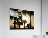 Palm Trees Silhouette Acrylic Print