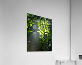 Beech Trees Acrylic Print