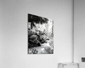 Sequoia Root Wad Impression acrylique