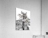 Snowy White Pine Acrylic Print