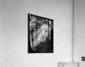 Morning Sunlight Acrylic Print