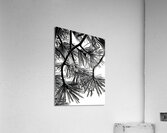 Snowy Conifer Acrylic Print