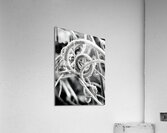 Natural Curl Acrylic Print