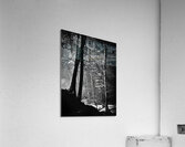 Forest Light Acrylic Print