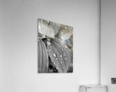 Raindrops Acrylic Print