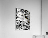 Frosty Oak Leaf Acrylic Print