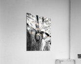 Botanical Shapes Acrylic Print