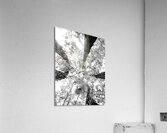 Forest Squad Acrylic Print