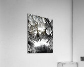 Snowy Conifer 1 Acrylic Print