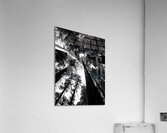 Redwoods Acrylic Print