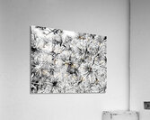 Snowy Conifer Acrylic Print