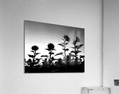 Sunflower Silhouette Acrylic Print
