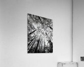 Forest Canopy Acrylic Print