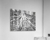 Root Flare Acrylic Print