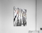 Pennsylvania Woods Acrylic Print