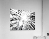 Winter Canopy Acrylic Print