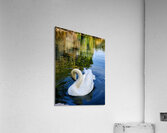 Swan 3 Acrylic Print