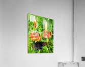 Black Swallowtail On Turks Cap Acrylic Print