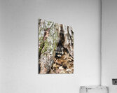 Racoon Kit Acrylic Print