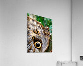 Owl Butterfly Acrylic Print