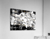 Lilies Acrylic Print