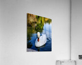 Swan 2 Acrylic Print