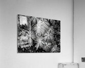 Mayapples Acrylic Print