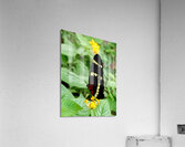 Butterfly Acrylic Print