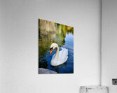 Swan 1 Acrylic Print
