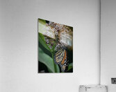 Monarch On Milkweed Acrylic Print