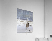 Sneaky Blue Heron Acrylic Print