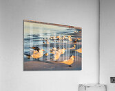 Gulls & Terns Acrylic Print