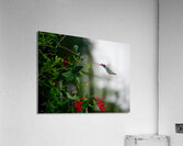 Nectaring Hummingbird Acrylic Print
