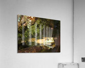 Bull Frog Acrylic Print